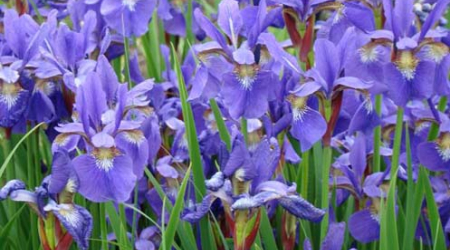 The Georgetown Dish image