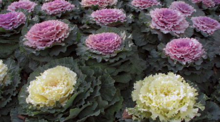 Leafy Greens are Plentiful This Time of Year!