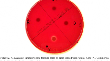 Inhibition of F. nucleatum by natural kefir, probiotic yogurt, commercial yogurt and commercial kefir samples