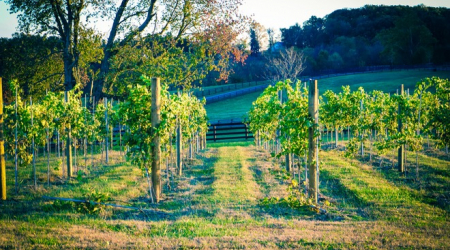 Hidden Hills Farm and Vineyard