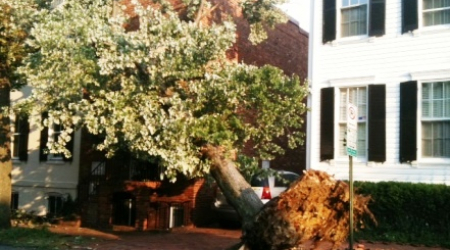 Tree down near 28th and N Streets
