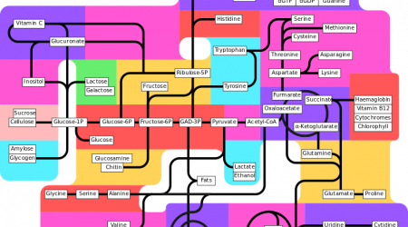 Metabolic pathway