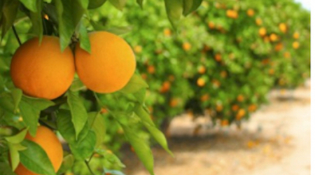 Florida Orange Grove