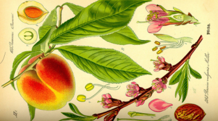 Peach Flower, Fruit, Seed, and Leaves as Illustrated by Otto Wilhelm Thome (1885)