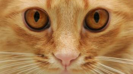 Catapalooza 2012 will be on February 12th