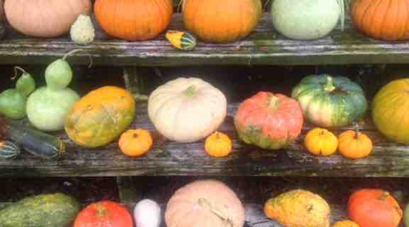 Array of Pumpkins