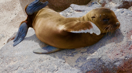 Rabida Island, Galapagos