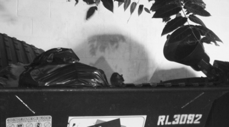 On Friday night, a rat perches on a Dumpster behind Marvelous Market on Wisconsin Avenue.