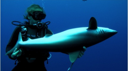 Madison Stewart holding silky shark in 'tonic immobility'