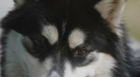 Husky Sidney ready for adoption