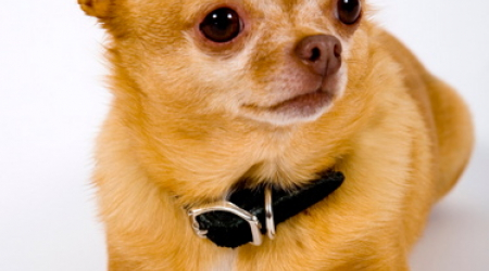 ChiliBeyonce, Stylish Chihuhua