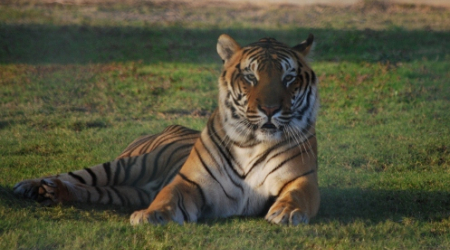 A resident of the sanctuary