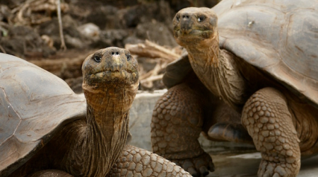 Giant tortoises on Santa Cruz Island