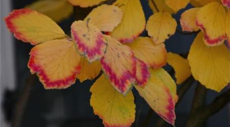 The red tipped autumn leaves of a winter blooming witch hazel.
