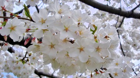 By Uberlemur, CC BY-SA 3.0, https://commons.wikimedia.org/w/index.php?curid=2975772