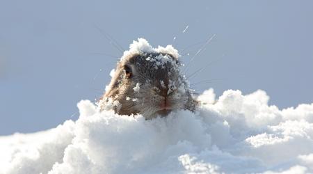 Marmot in Snow