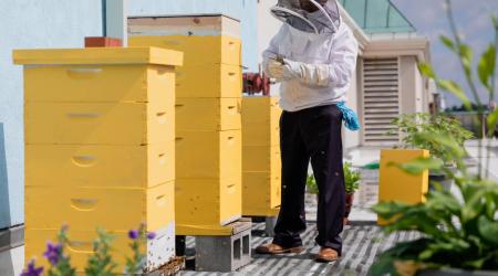 Rooftop Honey bees