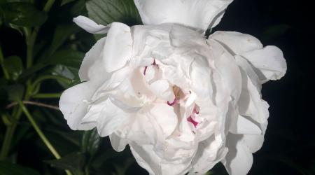 Untitled No.3464 (Peony 1) Summer Quarters  