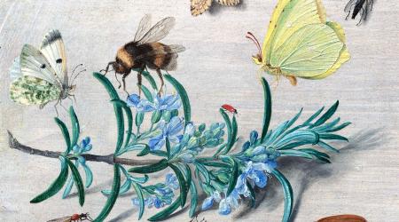 Jan van Kessel the Elder, Insects and a Sprig of Rosemary, 1653