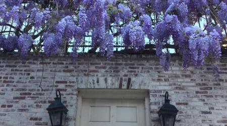 Georgetown Garden Tour