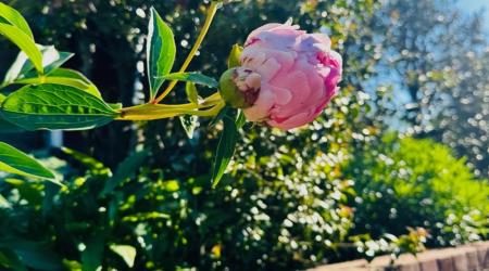 Georgetown Garden Tour