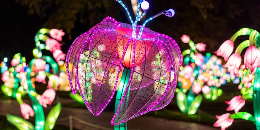 Winter Lanterns