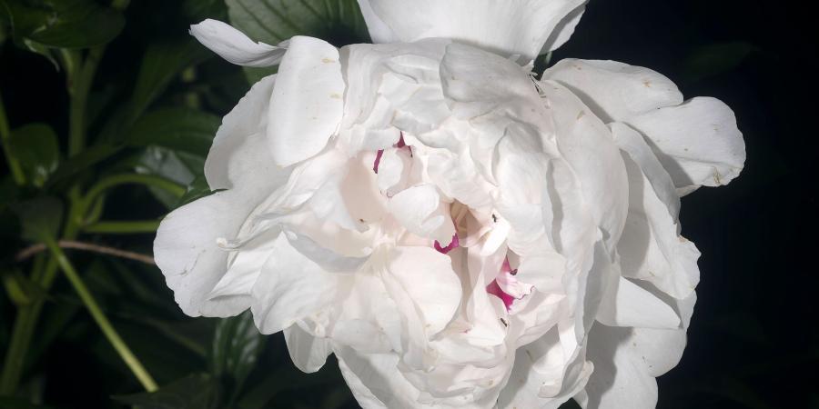 Untitled No.3464 (Peony 1) Summer Quarters