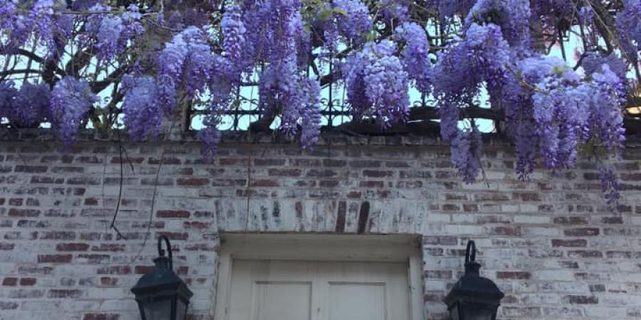 Georgetown Garden Tour