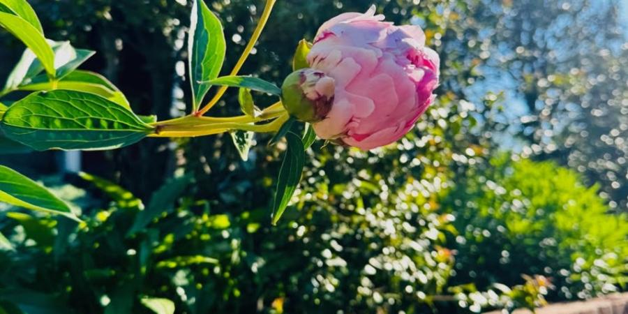 Georgetown Garden Tour