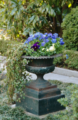 Flowers
