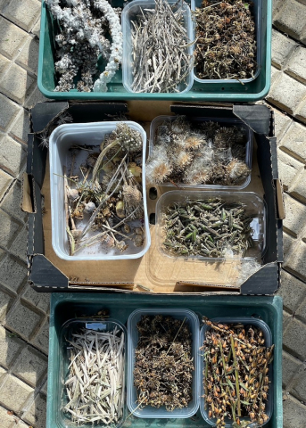 Seeds
